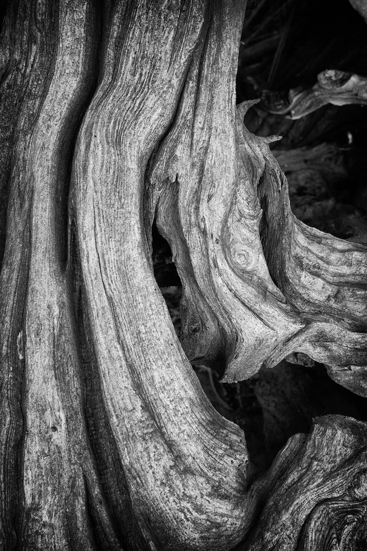 "Erosion #2", landscape, tree, roots, bark, black and white, photograph