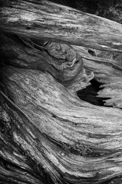 "Erosion #3", Contemporary, Landscape, Tree, Roots, Black, White, Photograph