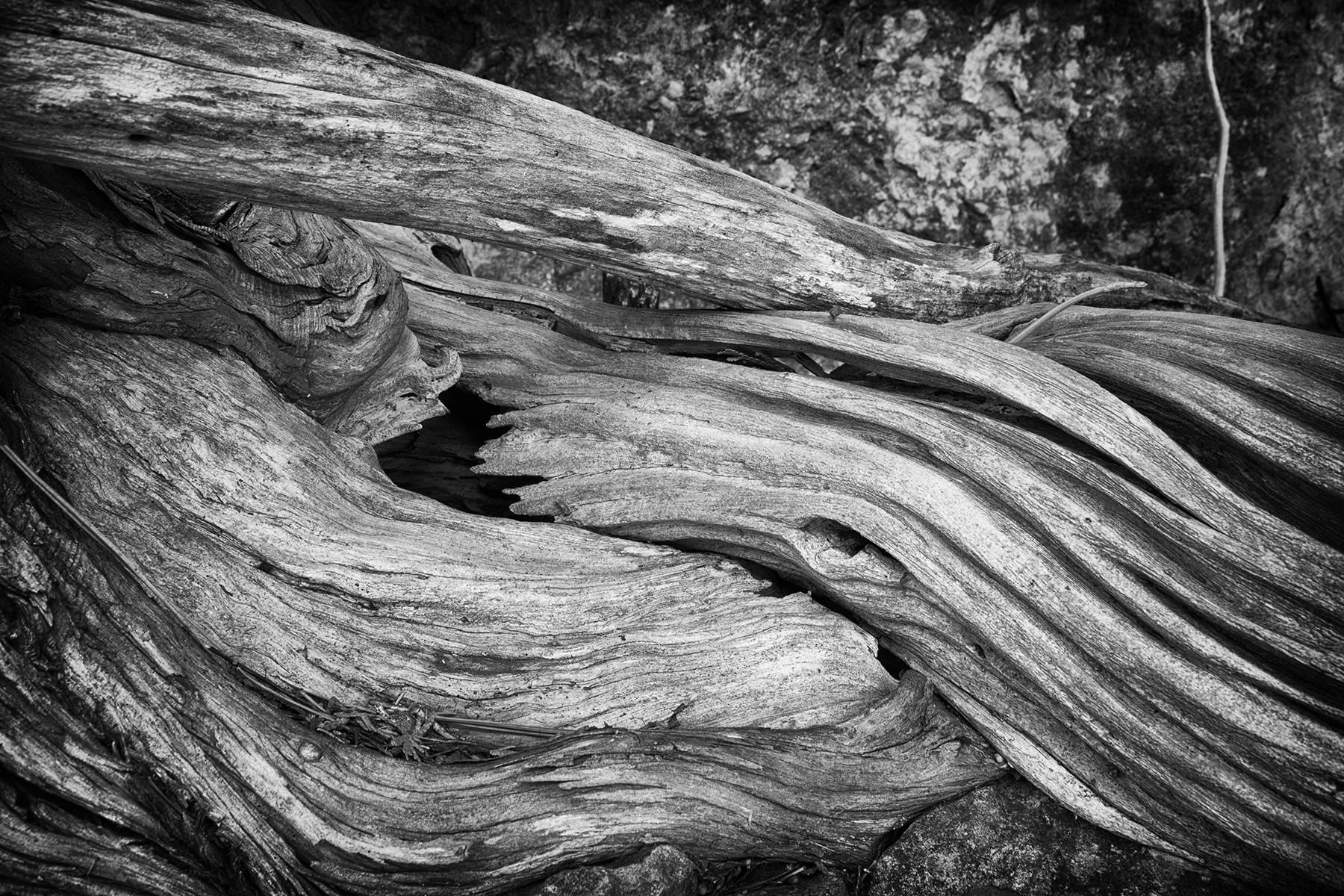"Erosion #3", landscape, tree, roots, bark, black and white, photograph