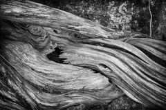 "Erosion #3", photograph, tree, roots, bark, landscape, black and white