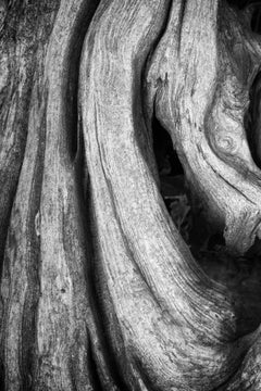 "Erosion #4", Contemporary, Landscape, Tree, Roots, Black, White, Photograph