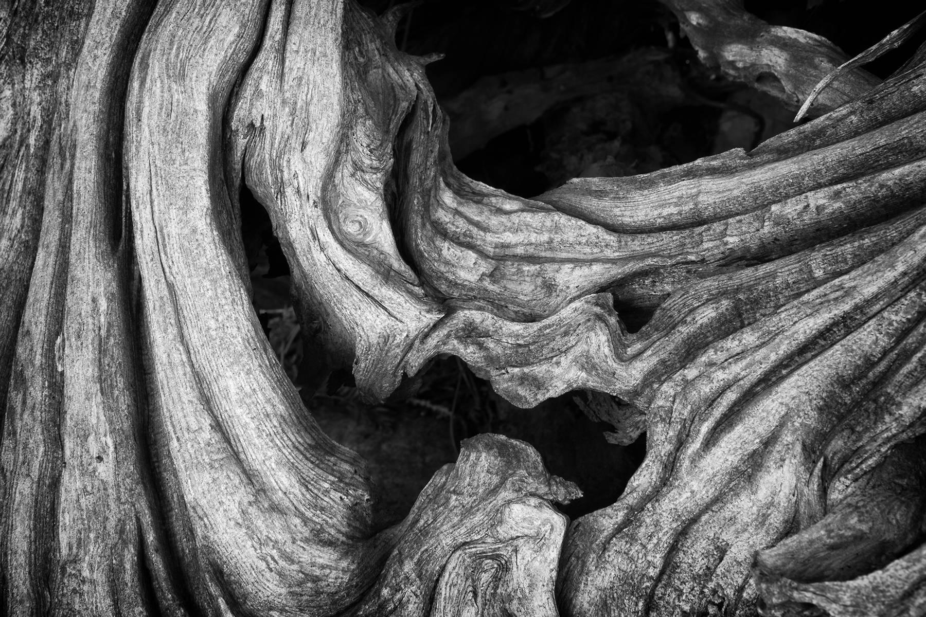 "Erosion #4", paysage, arbre, racines, noir, blanc, tirage métal, photographie.