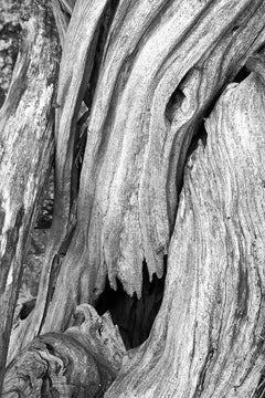 "Erosion #5", Contemporary Landscape, Tree, Roots, Black, White, Photograph