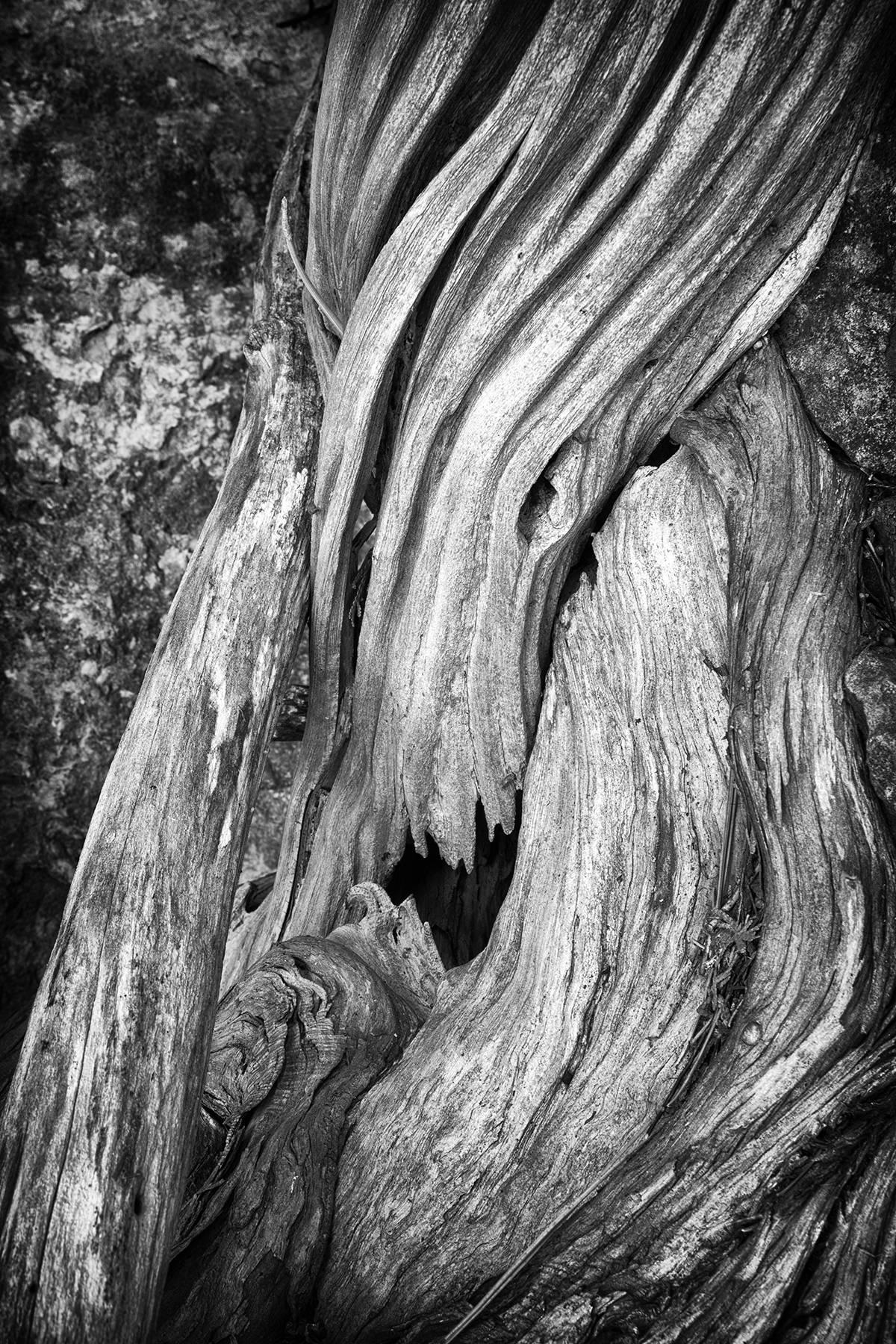 "Erosion #5", paysage, arbre, racines, écorce, noir et blanc, impression, photographie.