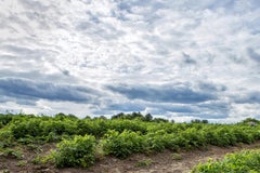 "Paesaggio I", Contemporaneo, Fattoria, Agricoltura, Blu, Verde, Fotografia a colori
