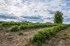 "Landscape I", color photograph, farm, Massachusetts, blue, green, brown, print