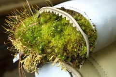 "Life Finds a Way", Contemporary, Abandoned Car, Moss, Nature, Color Photograph