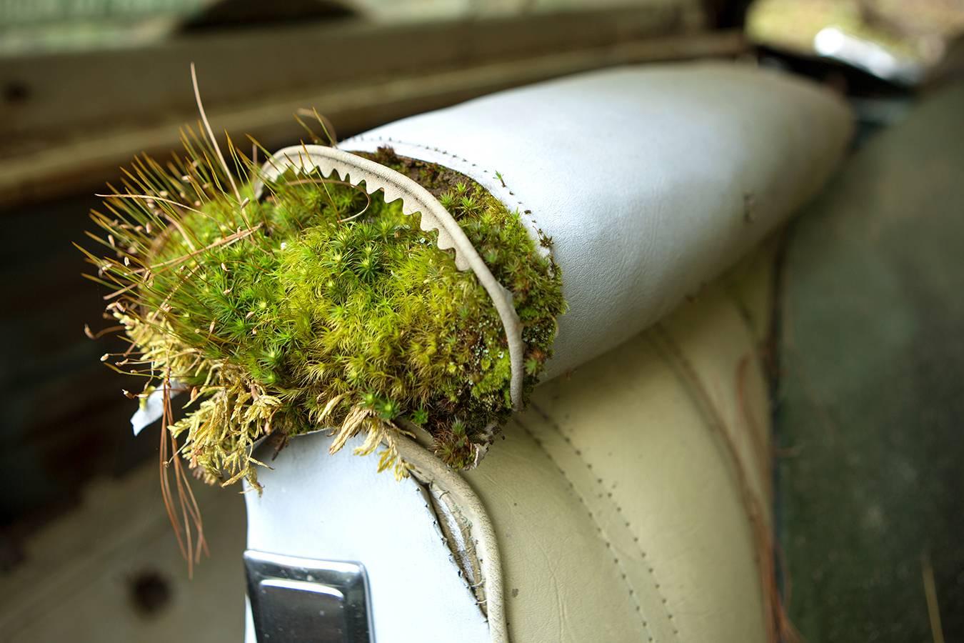 Rebecca Skinner Color Photograph - "Life Finds a Way", contemporary, abandoned car, moss, nature, color photograph