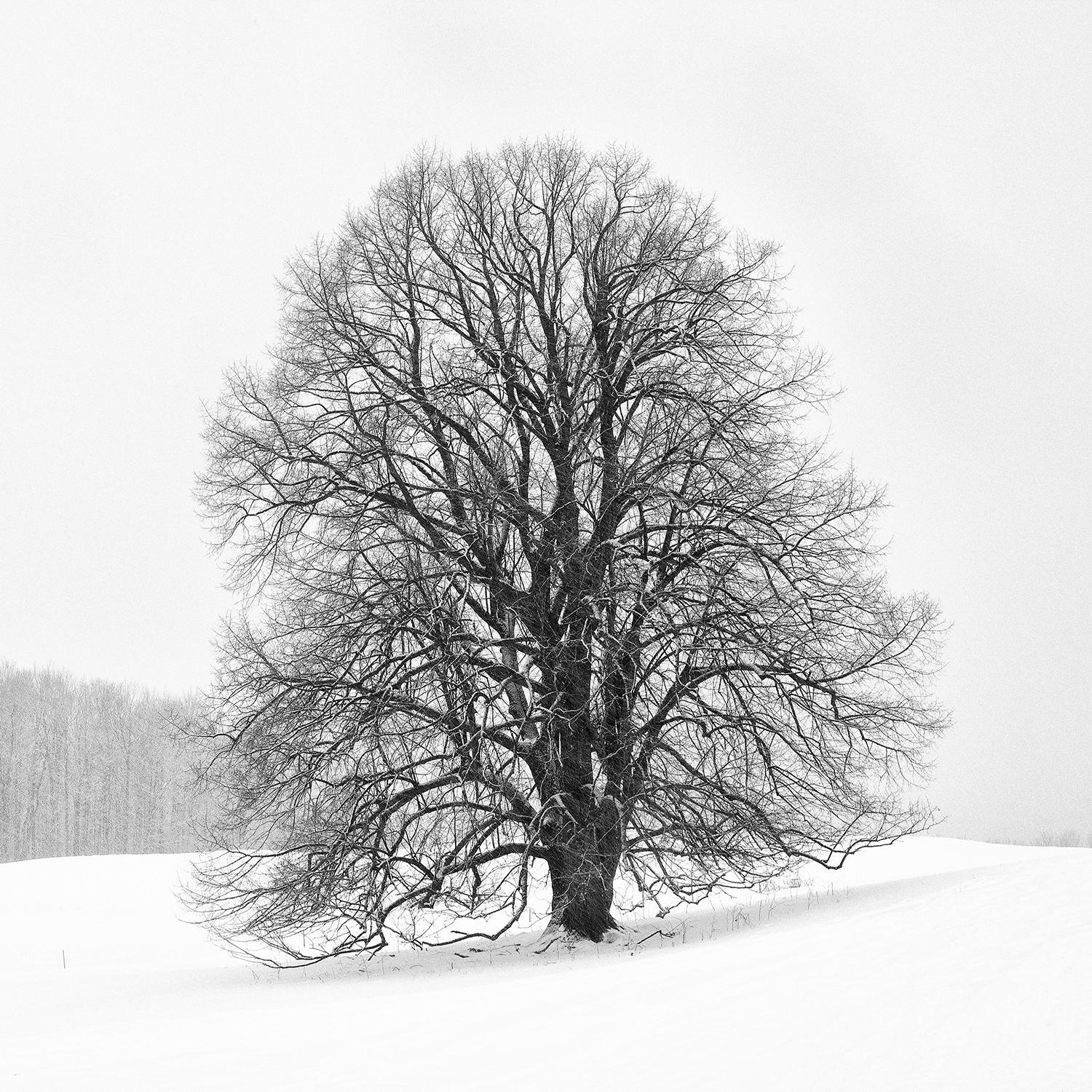 „Einsamer Baum“, Landschaft, Schwarz, Weiß, Schnee, Neuengland, Fotografie – Photograph von Rebecca Skinner