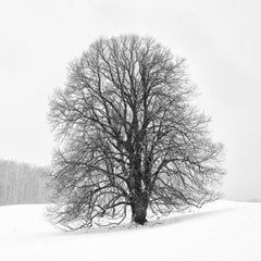 "Lonely Tree", Landscape, Black, White, Snow, New England, Photograph