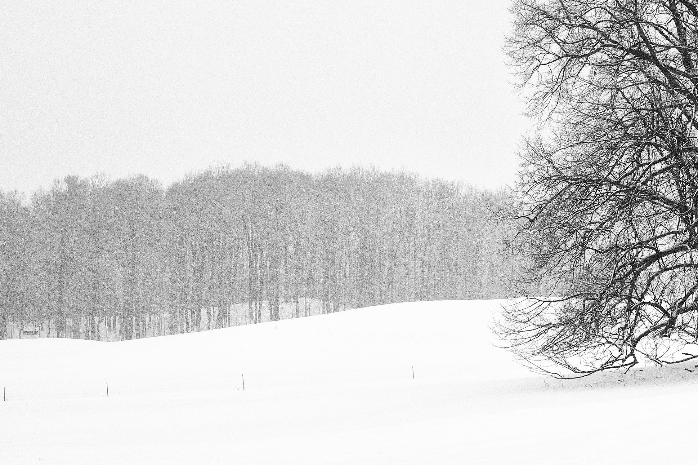 „Einsamer Baum“, Landschaft, Schwarz, Weiß, Schnee, Neuengland, Fotografie (Zeitgenössisch), Photograph, von Rebecca Skinner