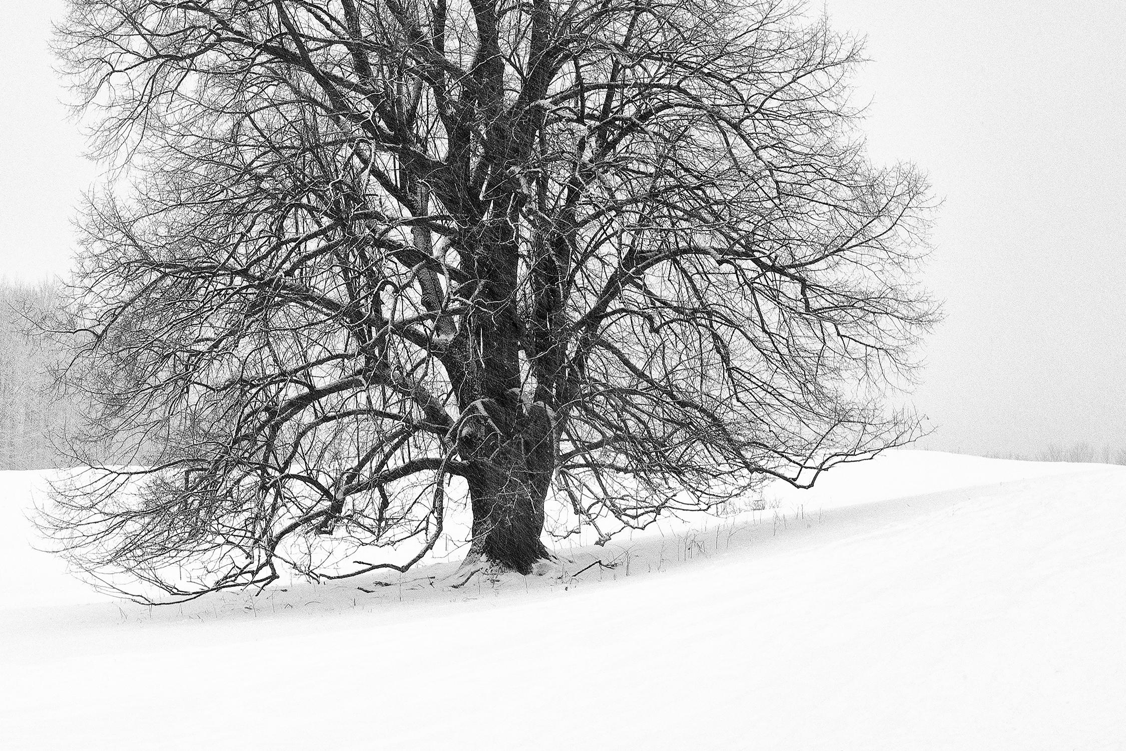 „Einsamer Baum“, Landschaft, Schwarz, Weiß, Schnee, Neuengland, Fotografie (Grau), Black and White Photograph, von Rebecca Skinner
