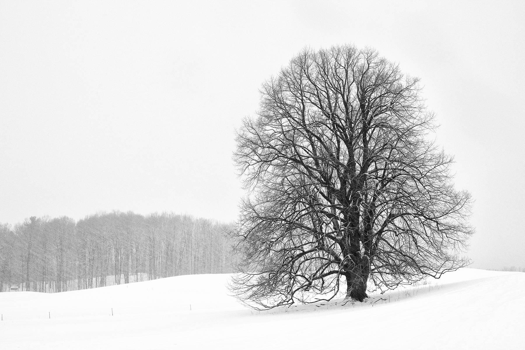 „Lonely Tree“, Landschaft, Schwarz-Weiß, Winter, Schnee, Neuengland, Fotografie