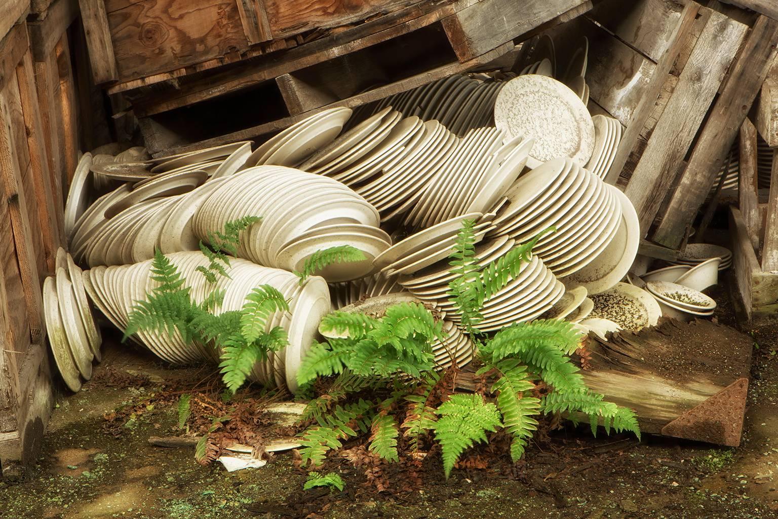 Rebecca Skinner Color Photograph - "Stacked", color photograph, abandoned, china, factory, dishes, ferns, green