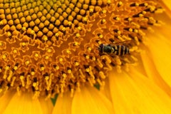 "Sunflower #11", Botanical, Bee, Yellow, Orange, Flower, Color Photograph, 2013