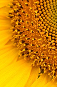 "Sunflower #11", Botanical, Bee, Yellow, Orange, Flower, Color Photograph