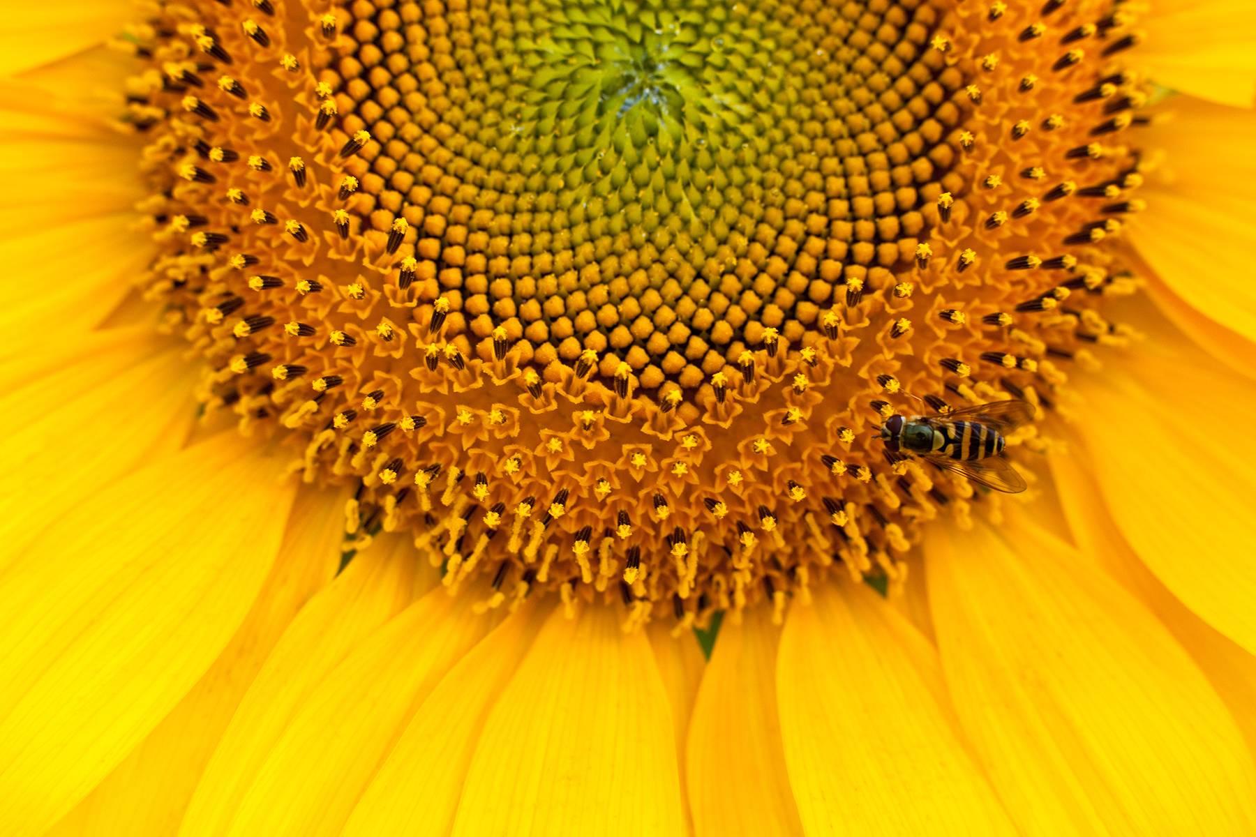 "Sunflower #11", Botanical, Bee, Yellow, Orange, Flower, Color Photograph, 2013