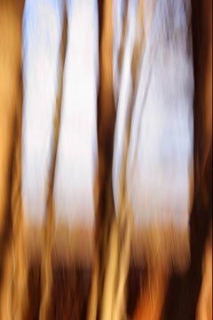 "Trees", Contemporary Landscape, Abstract, Brown, Color Photograph