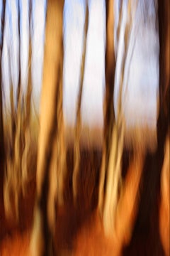 "Trees", color photograph, abstract, metal print, brown, earth tones