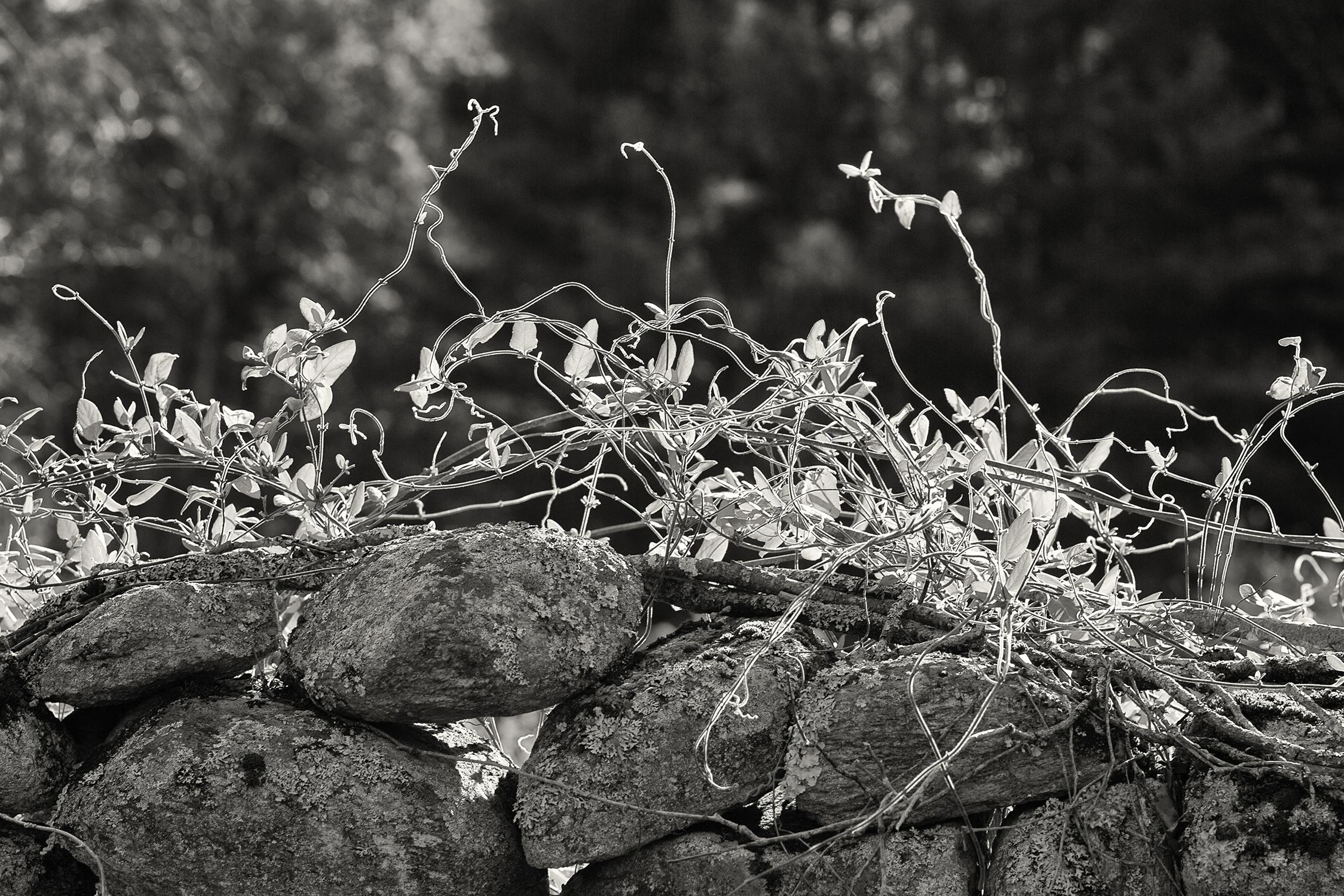 Vitality, photographie, noir, blanc, paysage, murs de pierre, Nouvelle-Angleterre, vignes - Photograph de Rebecca Skinner