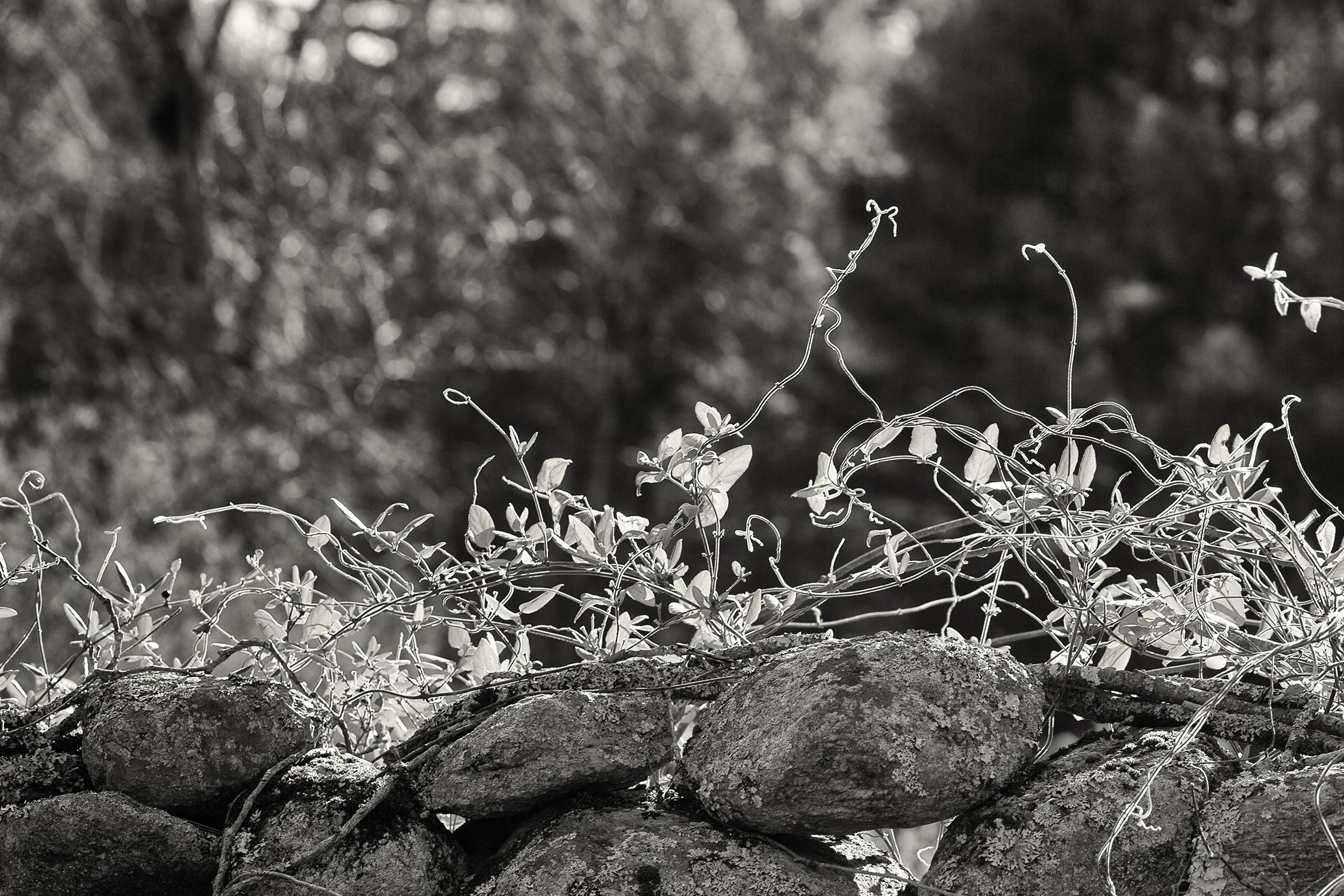 Vitality, photographie, noir, blanc, paysage, murs de pierre, Nouvelle-Angleterre, vignes - Contemporain Photograph par Rebecca Skinner
