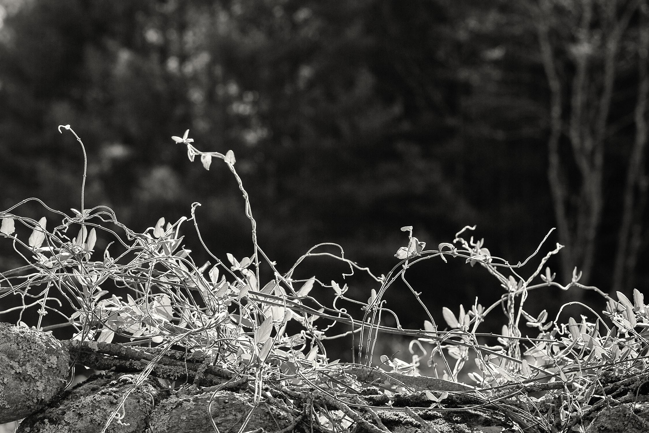 Vitality, photographie, noir, blanc, paysage, murs de pierre, Nouvelle-Angleterre, vignes - Noir Landscape Photograph par Rebecca Skinner