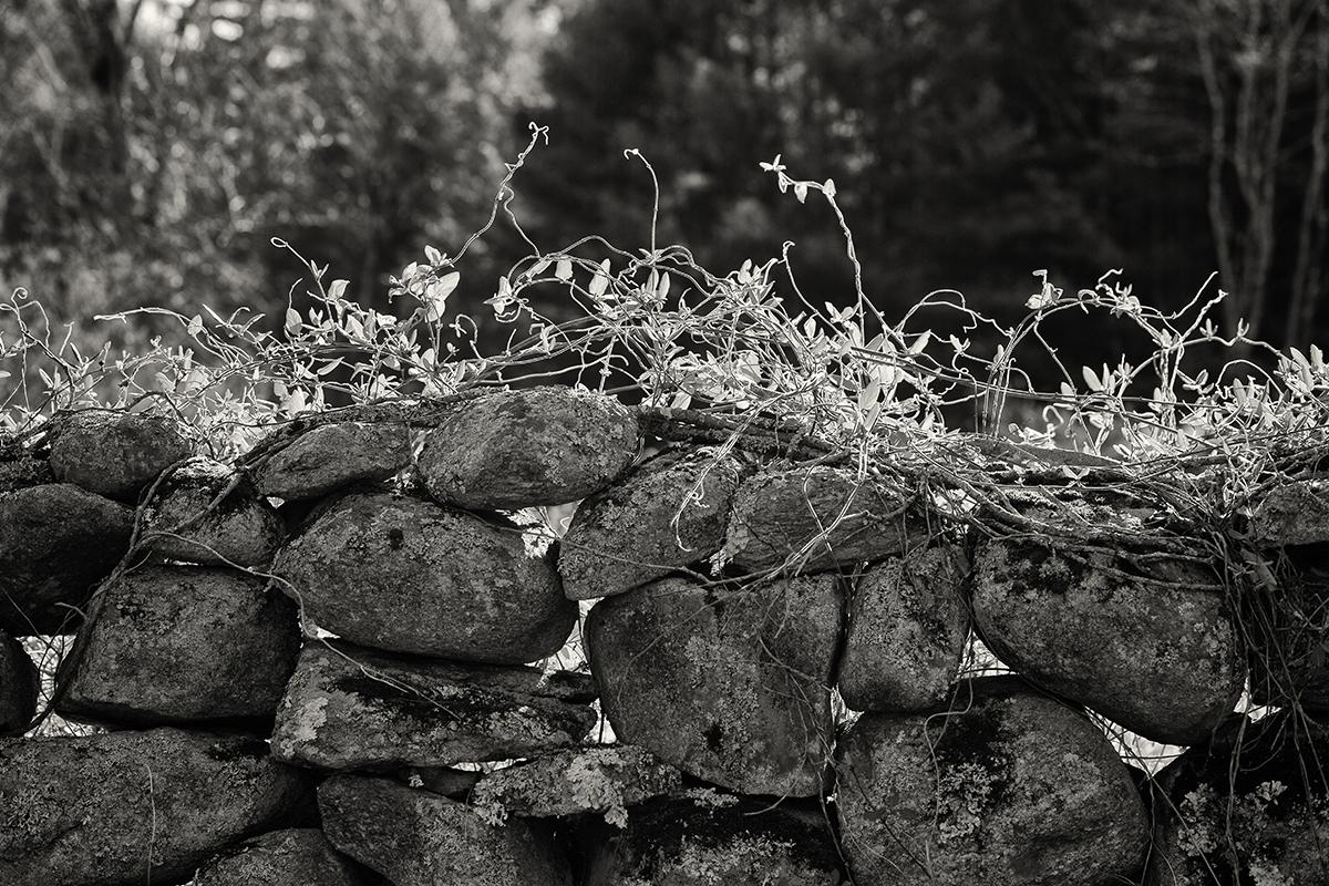 Landscape Photograph Rebecca Skinner - Vitality, photographie, noir, blanc, paysage, murs de pierre, Nouvelle-Angleterre, vignes