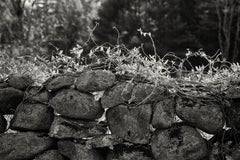 "Vitality", photograph, black, white, landscape, stone walls, New England, vines