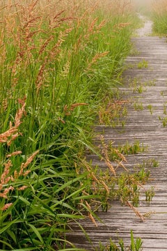 "Walk This Way", Landscape, Boardwalk, Fog, Sea Grass, Green, Color Photograph