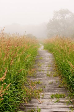 "Walk This Way", landscape, boardwalk, foggy, sea grass, green, color photograph