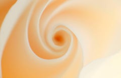 "White", Abstract, Rose, Flower, Botanical, Beige, Warm, Color Photograph