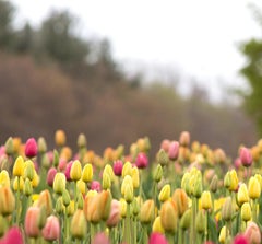 "Tulipani malvagi", Paesaggio, Fattoria, Fiori, Panoramico, Fotografia a colori, Stampa