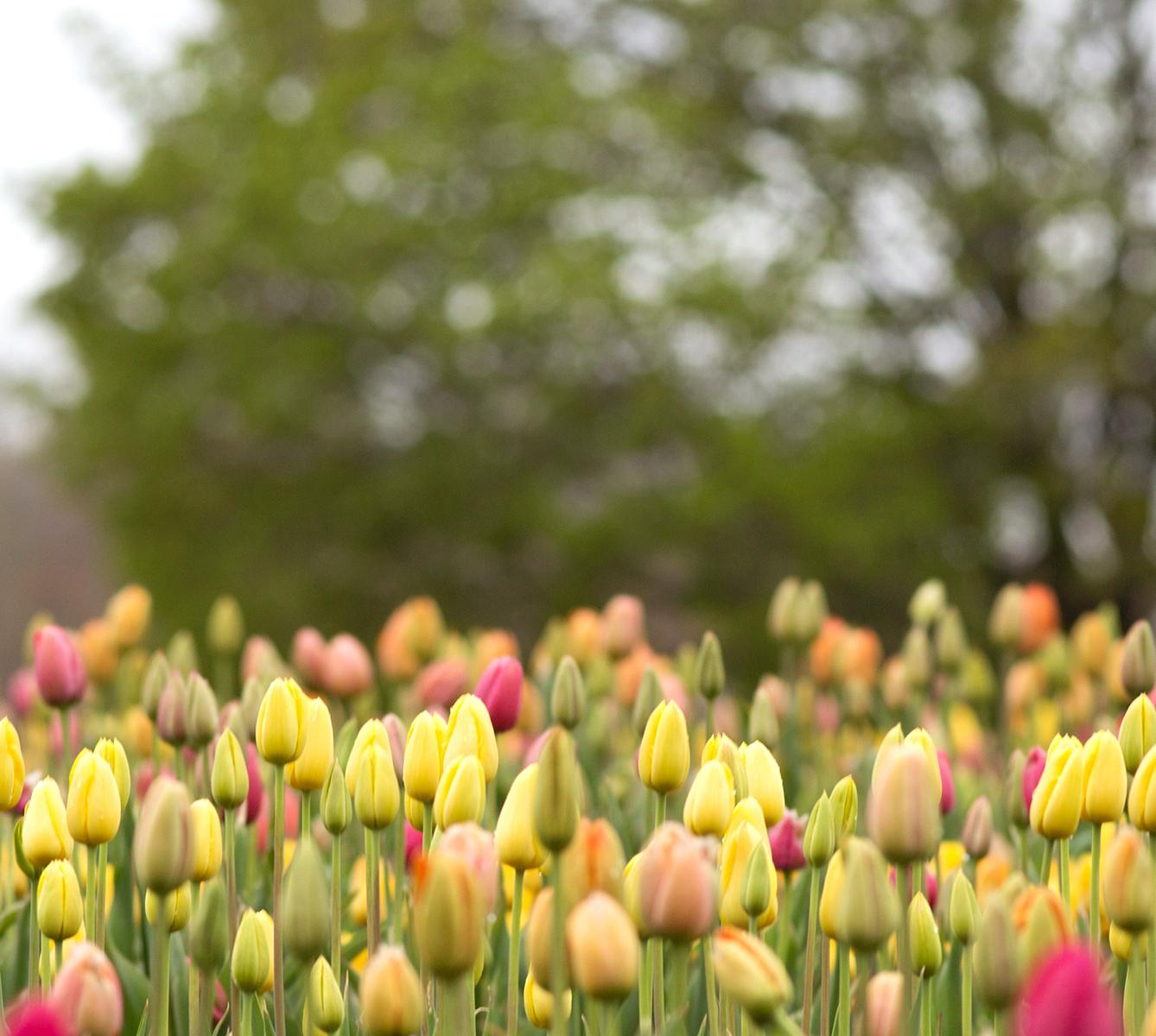 Rebecca Skinner’s “Wicked Tulips” is an 8 x 24 inch color photograph capturing a vibrant field of tulips in bloom, offering a breathtaking palette of colors primarily dominated by soft yellows and gentle pinks. The flowers are densely packed,