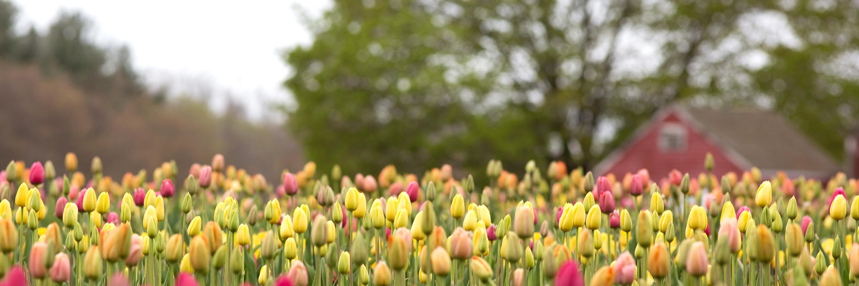 Flower Color Photography