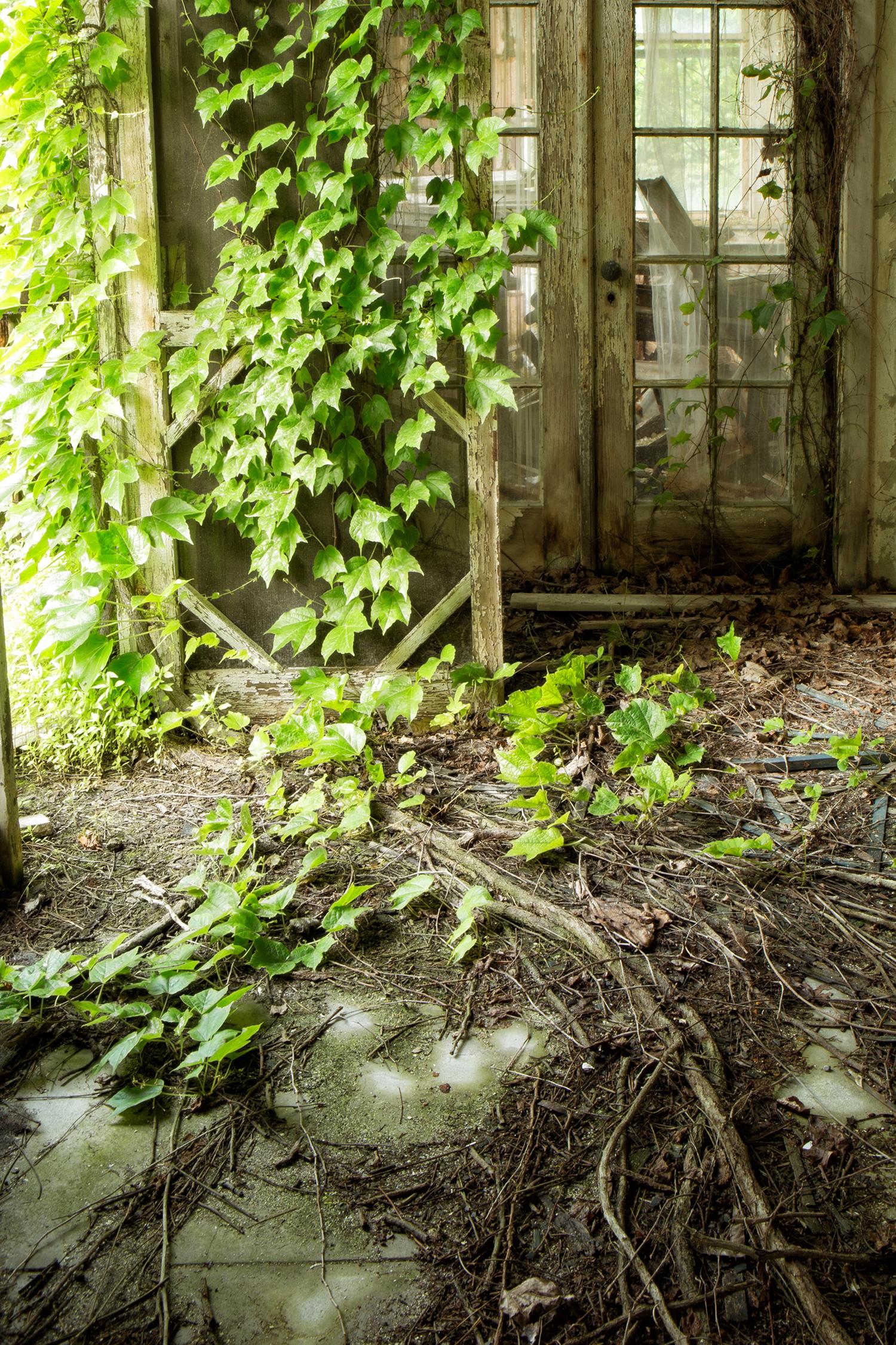 „Within“, verlassen, Natur, Weinreben, Türen, Veranda, Grün, Farbfotografie (Braun), Color Photograph, von Rebecca Skinner