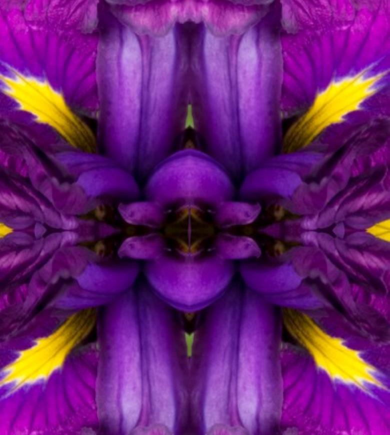 Rebecca Swanson, Eye of the Iris I, Limited Edition Photograph, 15x15.  It is available with Plexifacemount or white frame as shown.  This stunning image is filled purples and a vibrant yellow color.  This is an edition of 15.  Also available in