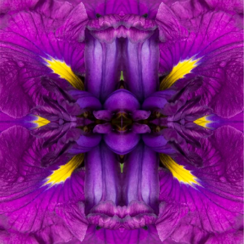 Rebecca Swanson Landscape Photograph – Eye of the Iris I, Farbfotografie, Blumen, botanisch, lila