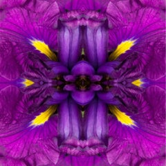 Eye of the Iris I, Color Photograph, Flowers, Floral, Botanical, Purple