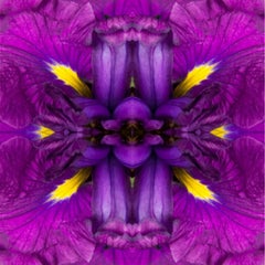 Eye of the Iris I, Color Photograph, Flowers, Floral, Botanical, Purple (L'œil de l'iris I, photographie couleur, fleurs, botanique, violet)