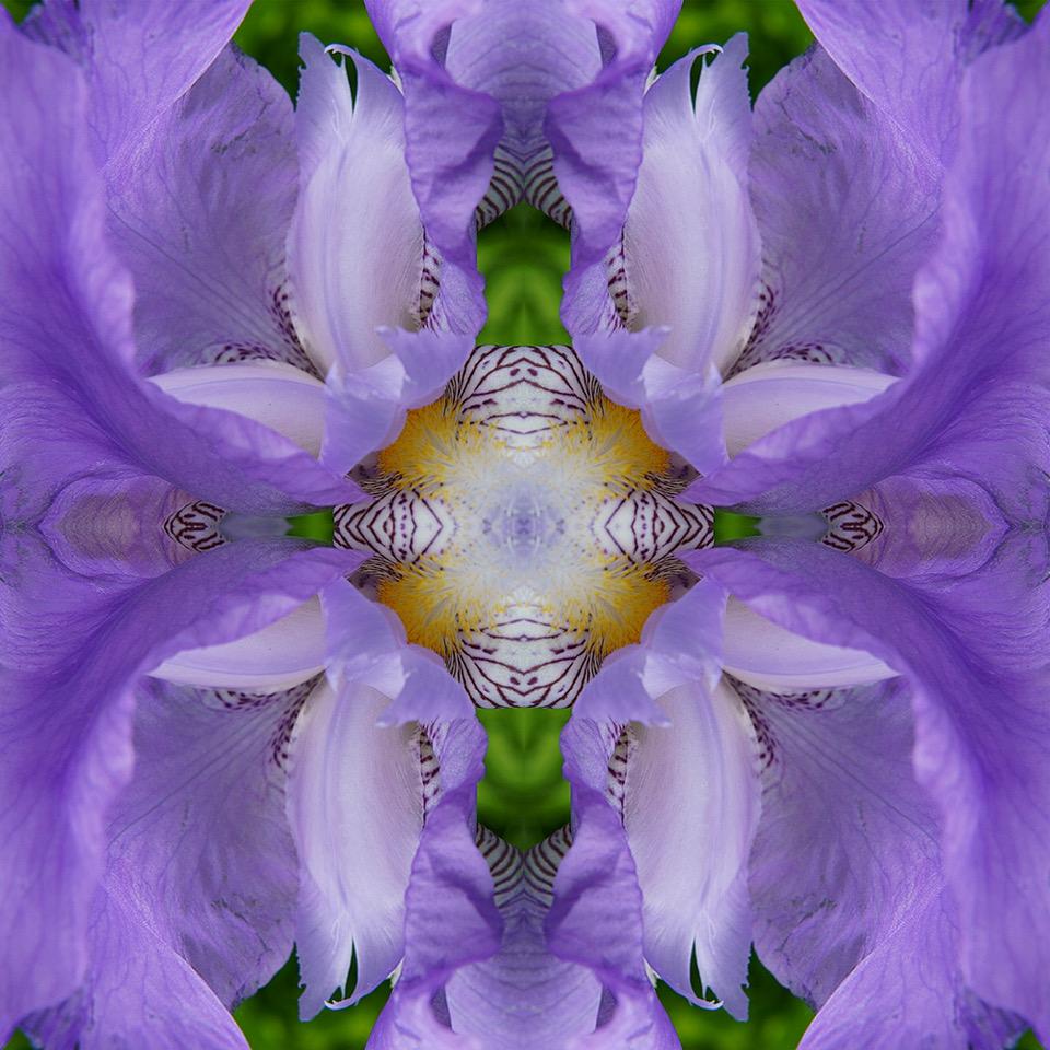 Rebecca Swanson, Eye of the Iris III, Limited Edition Photograph, 25x25.  It is has a Plexifacemount.  This stunning image is filled purples and a touch of green, yellow and brown.  This is an edition of 15.  

Rebecca Swanson’s work is inspired