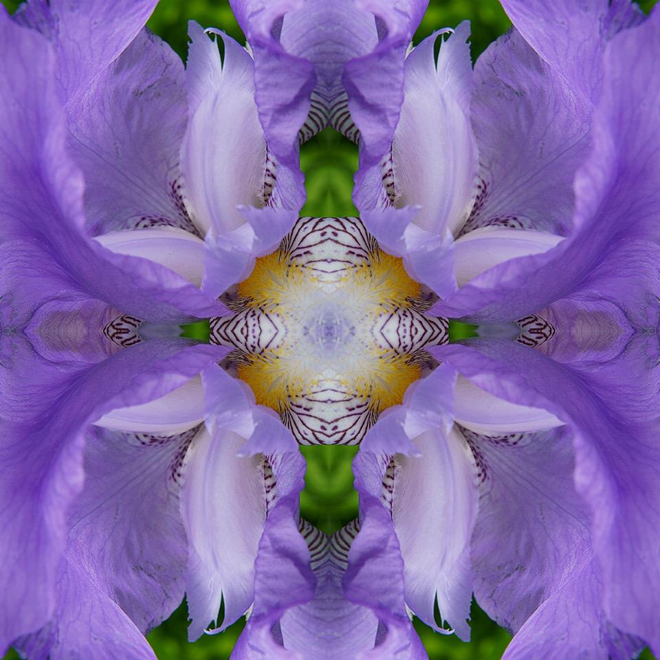 L'œil de l'iris III, photographie couleur, fleur, floral, botanique, violet, 25x25 - Photograph de Rebecca Swanson