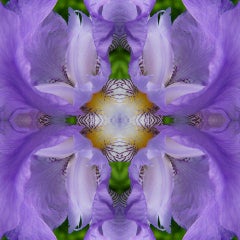 Eye of the Iris III, Color Photography, Flower, Floral, Botanical, Purple, 25x25