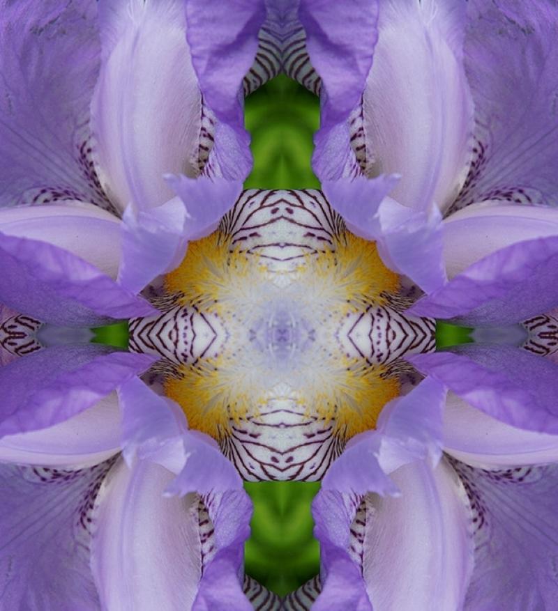 L'œil de l'iris III, photographie couleur, fleur, floral, botanique, violet, 25x25 - Contemporain Photograph par Rebecca Swanson