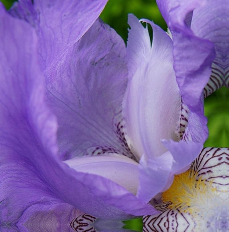 Eye of the Iris III, Color Photography, Flower, Floral, Botanical, Purple, 25x25 For Sale 2