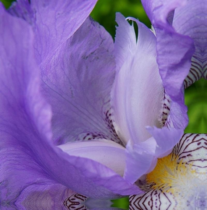 L'œil de l'iris III, photographie couleur, fleur, floral, botanique, violet, 25x25 - Violet Landscape Photograph par Rebecca Swanson