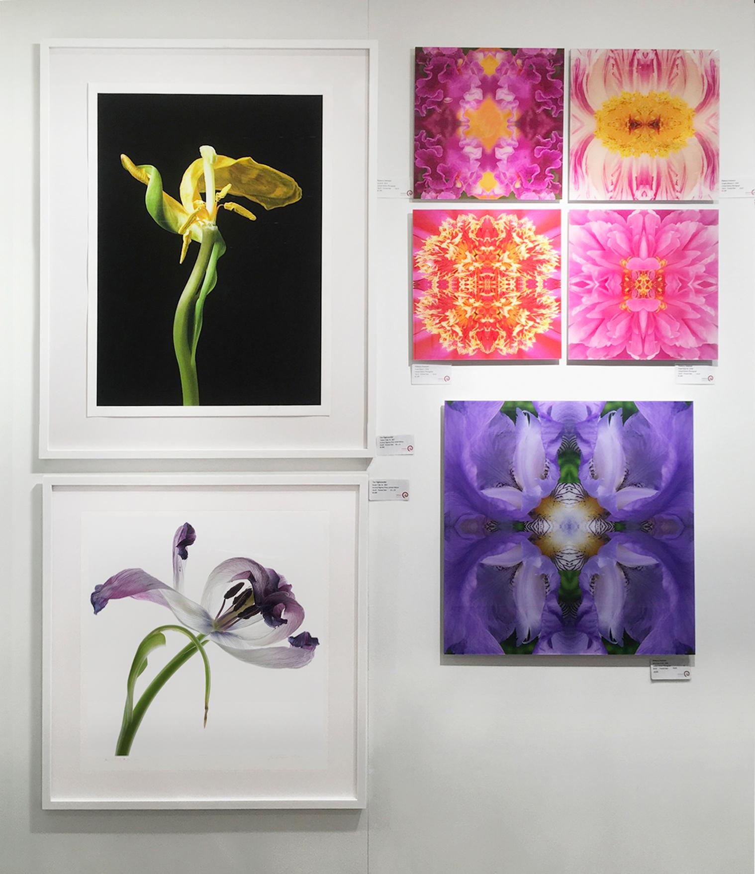 L'œil de l'iris III, photographie couleur, fleur, floral, botanique, violet, 25x25 en vente 1
