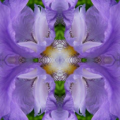 Eye of the Iris III, Color Photography, Flower, Floral, Botanical, Purple, 25x25
