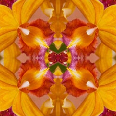 Flower Child II, Flower, Color Photograph, Limited Edition, Floral, Botanical