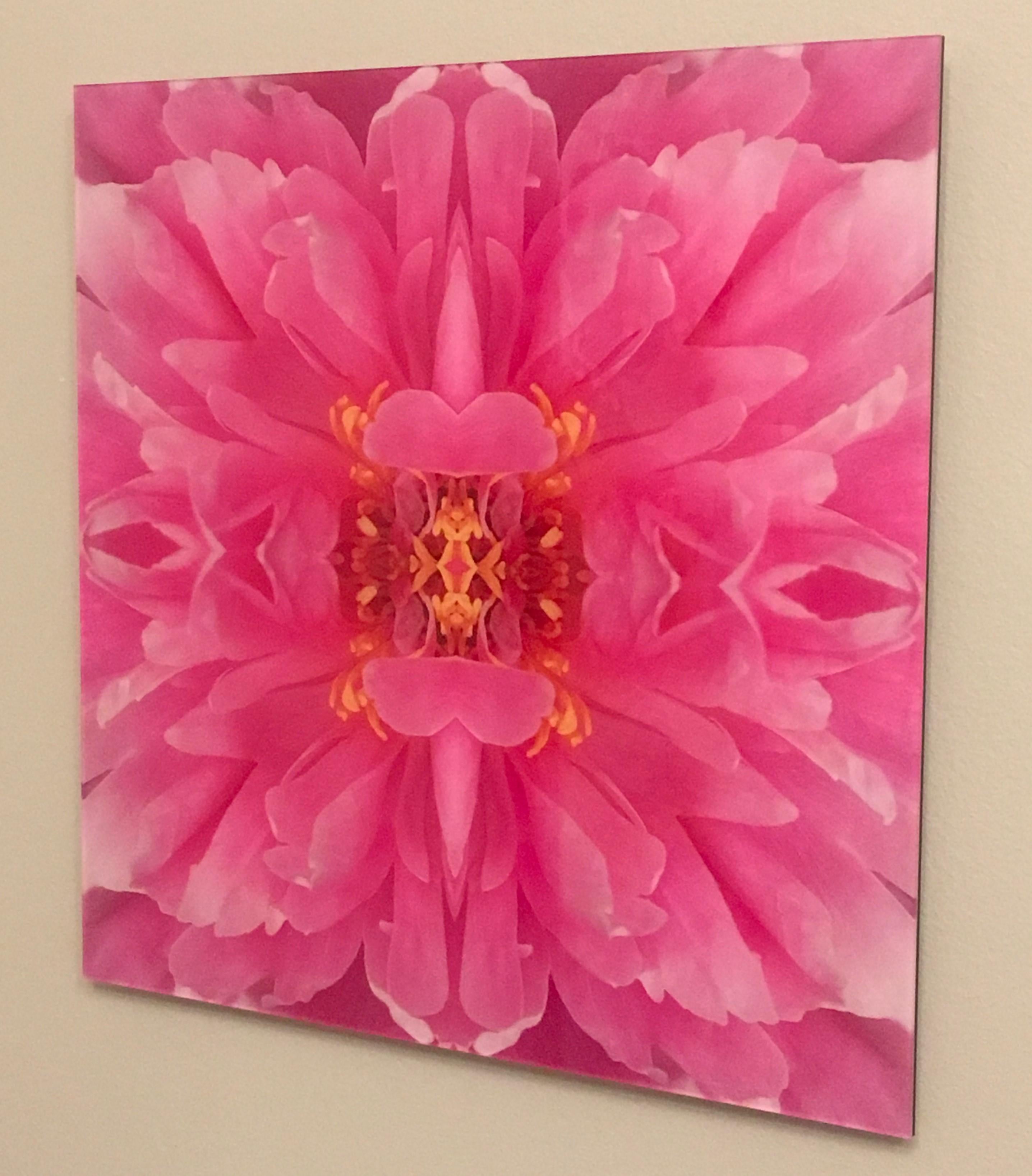 Dazel III, Farbfotografie, Blumen, Blumen im Blumenstil, Botanik, Rosa (Zeitgenössisch), Photograph, von Rebecca Swanson