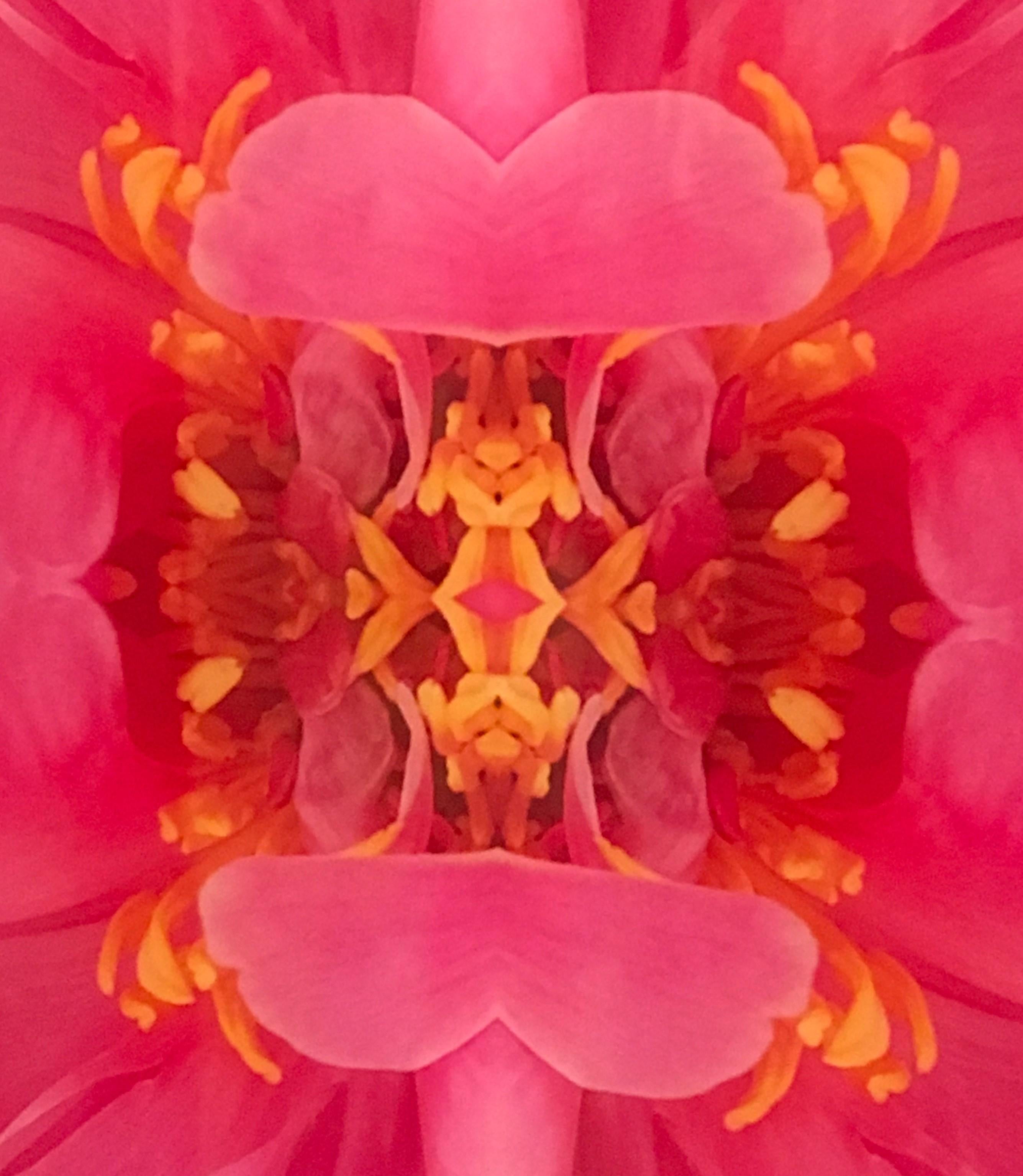 Dazel III, Farbfotografie, Blumen, Blumen im Blumenstil, Botanik, Rosa (Pink), Color Photograph, von Rebecca Swanson
